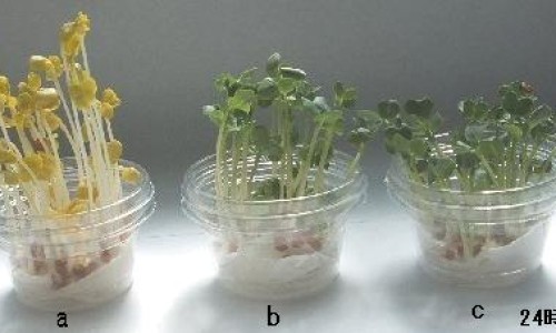 袋鼠精胶囊可以长期服用吗-袋鼠精到底有没有效果-袋鼠精到底有没有效果,中国袋鼠精使用多久能有效果网站